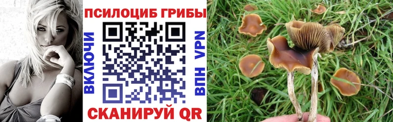 Галлюциногенные грибы Psilocybine cubensis  Купить  Армавир 