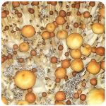 Псилоцибиновые (галлюциногенные)  грибы Psilocybin "Golden Teacher" в Армавире