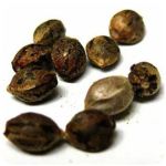 Семена марихуаны АК-47  (Seeds AK-47) в Армавире